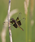 Widow Skimmer 2778